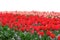 tulip bulb flower field isolated on white background