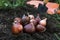 Tulip bulbs close-up next to the garden on the flower bed. The concept of planting tulips in the autumn or spring