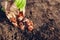 Tulip bulbs fall planting. Woman gardener gets bulbs out of paper bag ready to put in soil. Autumn gardening work