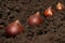 Tulip bulbs in soil. Planting tulip bulbs in the ground in the fall in your garden. The concept of gardening, truck farming, dacha