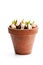 Tulip bulbs with sprouts in clay plant pot isolated on white