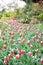 Tulip in the Butchart Gardens. Victoria BC.