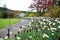 Tulip in the Butchart Gardens. Victoria BC.