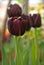 Tulip Cafe Noir with elegant, deep maroon flowers. Blue base to petals is revealed as flower mature and open up
