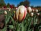 Tulip \\\'Carnaval de Rio\\\' (Carnival de Rio) blooming with deeply-cupped white flowers with scarlet-red flames