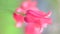 Tulip close-up, red flowers, Vertical video frame 9:16