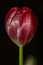 Tulip with closed flower head.