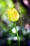 Tulip closeup boquet
