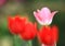 Tulip color pink