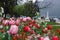 Tulip. colorful growing tulips on the flowerbed in Annecy. tulips in spring
