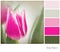 Tulip colour palette