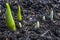 Tulip and crocus sprouts in early spring garden  spring awakening and grow concept. Fresh green plants on flowerbed. Spring