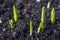 Tulip and crocus sprouts in early spring garden  spring awakening and grow concept. Fresh green plants on flowerbed. Spring