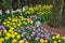 Tulip and daffodil garden in grove