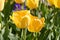 Tulip Daydream Tulipa, Liliaceae, flowers in spring