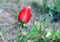 Tulip of the desert (lat. - Tulipa agenensis