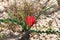 Tulip of the desert (lat. - Tulipa systola)