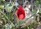 Tulip of the desert (lat. - Tulipa systola)