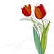 Tulip design