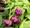 Tulip Double Negrita, large, double blossoms, rich dark purple
