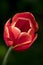 Tulip Dow Jones in full flower