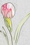 Tulip drawing isolated