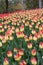 Tulip exhibition