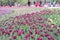 Tulip exhibition