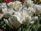 Tulip \\\'Exotic Emperor\\\' blooming with large, fluffy white flowers with yellow flames and exterior petals with emerald