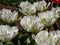 Tulip \\\'Exotic Emperor\\\' blooming with large, fluffy white flowers with yellow flames and exterior petals with emerald