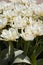 Tulip Exotic Emperor white flowers texture background in spring