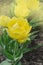 Tulip Exotic Sun. Double fringed yellow tulip