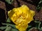 Tulip \\\'Exotic sun\\\' with grey-green leaves blooming with fringed, deep-yellow, double flowers in garden