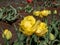 Tulip \\\'Exotic sun\\\' with strap-like, grey-green leaves blooming with fringed, deep-yellow, double flowers