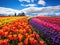 Tulip Extravaganza: A Vibrant Field Bursting with Color