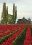 Tulip Farm