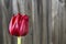 Tulip Fence