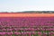 Tulip field