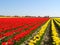 Tulip field