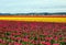 Tulip field