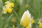 Tulip field