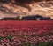 Tulip field