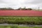 Tulip field Castle