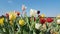 Tulip field with colorful blossoms