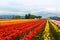 Tulip field with colorful rows of flowers