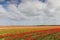 Tulip field with different colors