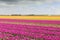 Tulip field with different colors