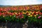 Tulip field with different colour tulips. Sunny weather in spring.