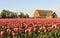 Tulip field with dilapidated old barn