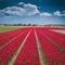 Tulip field with dramatic sky, nature landscape, Netherlands